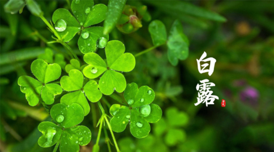 白露時(shí)節(jié)！ 金環(huán)電器提醒大家要注意這些事項(xiàng)